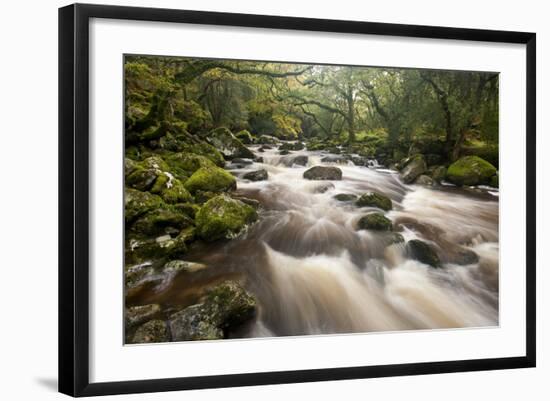 River Plym Flowing Through Dewerstone Wood, Dartmoor Np, Devon, England, UK, October-Ross Hoddinott-Framed Photographic Print