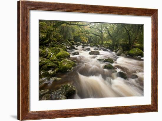 River Plym Flowing Through Dewerstone Wood, Dartmoor Np, Devon, England, UK, October-Ross Hoddinott-Framed Photographic Print