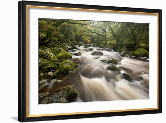 River Plym Flowing Through Dewerstone Wood, Dartmoor Np, Devon, England, UK, October-Ross Hoddinott-Framed Photographic Print