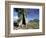 River Red Gum, Eucalyptus Camaldulensis, Wilpena Pound, South Australia, Australia-Ann & Steve Toon-Framed Photographic Print