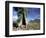 River Red Gum, Eucalyptus Camaldulensis, Wilpena Pound, South Australia, Australia-Ann & Steve Toon-Framed Photographic Print