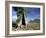 River Red Gum, Eucalyptus Camaldulensis, Wilpena Pound, South Australia, Australia-Ann & Steve Toon-Framed Photographic Print