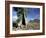 River Red Gum, Eucalyptus Camaldulensis, Wilpena Pound, South Australia, Australia-Ann & Steve Toon-Framed Photographic Print