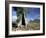 River Red Gum, Eucalyptus Camaldulensis, Wilpena Pound, South Australia, Australia-Ann & Steve Toon-Framed Photographic Print