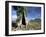 River Red Gum, Eucalyptus Camaldulensis, Wilpena Pound, South Australia, Australia-Ann & Steve Toon-Framed Photographic Print