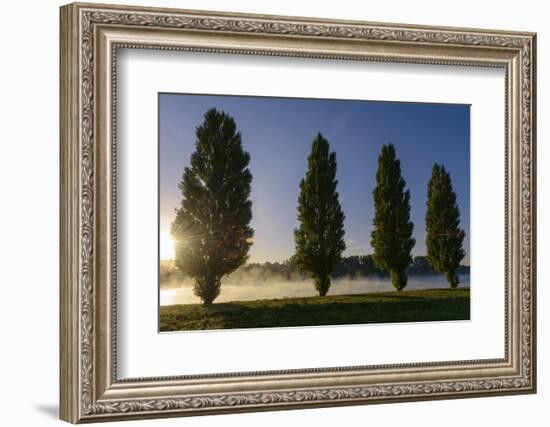 River Scenery, the Rhine, Trees, Nebulous Mood, Sunrise, Speyer, Rhineland-Palatinate, Germany-Ronald Wittek-Framed Photographic Print
