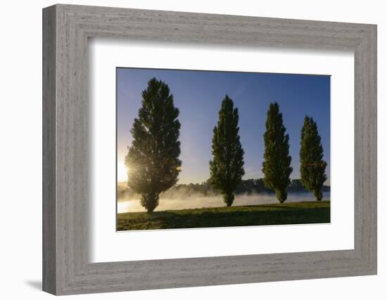 River Scenery, the Rhine, Trees, Nebulous Mood, Sunrise, Speyer, Rhineland-Palatinate, Germany-Ronald Wittek-Framed Photographic Print