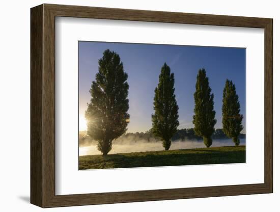 River Scenery, the Rhine, Trees, Nebulous Mood, Sunrise, Speyer, Rhineland-Palatinate, Germany-Ronald Wittek-Framed Photographic Print