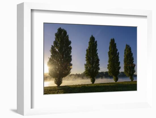 River Scenery, the Rhine, Trees, Nebulous Mood, Sunrise, Speyer, Rhineland-Palatinate, Germany-Ronald Wittek-Framed Photographic Print