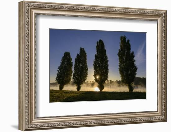 River Scenery, the Rhine, Trees, Nebulous Mood, Sunrise, Speyer, Rhineland-Palatinate, Germany-Ronald Wittek-Framed Photographic Print