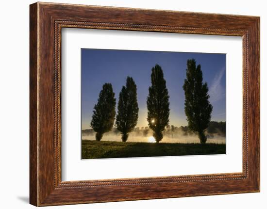 River Scenery, the Rhine, Trees, Nebulous Mood, Sunrise, Speyer, Rhineland-Palatinate, Germany-Ronald Wittek-Framed Photographic Print