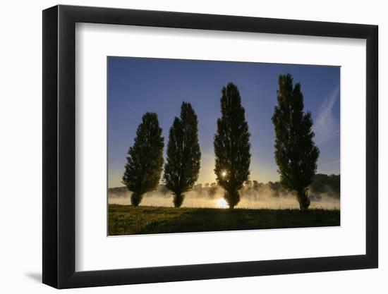 River Scenery, the Rhine, Trees, Nebulous Mood, Sunrise, Speyer, Rhineland-Palatinate, Germany-Ronald Wittek-Framed Photographic Print