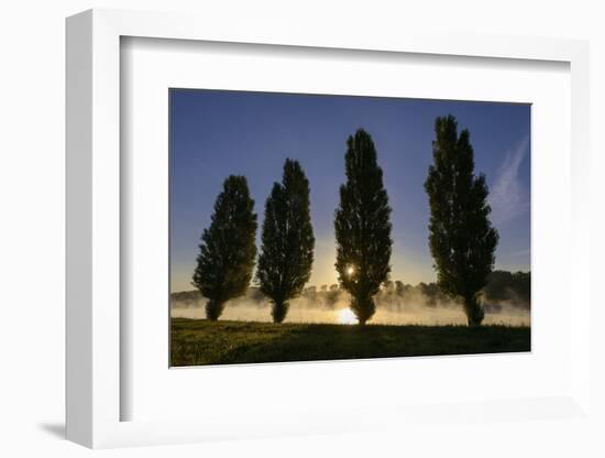 River Scenery, the Rhine, Trees, Nebulous Mood, Sunrise, Speyer, Rhineland-Palatinate, Germany-Ronald Wittek-Framed Photographic Print