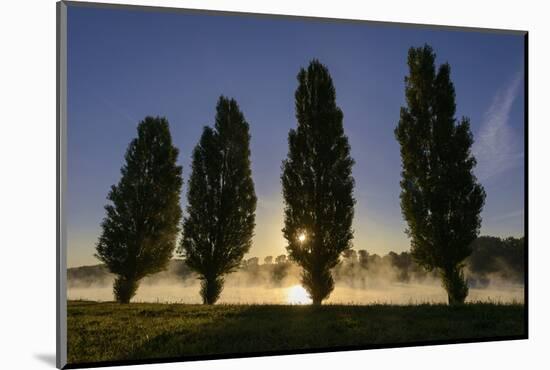 River Scenery, the Rhine, Trees, Nebulous Mood, Sunrise, Speyer, Rhineland-Palatinate, Germany-Ronald Wittek-Mounted Photographic Print