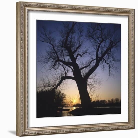 River, Sundown, the Sun, Tree, Silhouette, Trees, Silhouette, Bald, Dusk, Colour-Roland T.-Framed Photographic Print