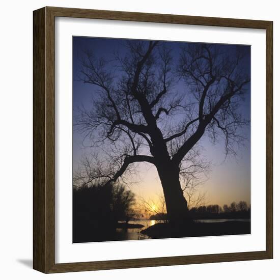 River, Sundown, the Sun, Tree, Silhouette, Trees, Silhouette, Bald, Dusk, Colour-Roland T.-Framed Photographic Print