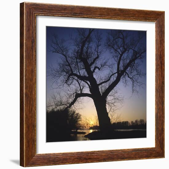 River, Sundown, the Sun, Tree, Silhouette, Trees, Silhouette, Bald, Dusk, Colour-Roland T.-Framed Photographic Print