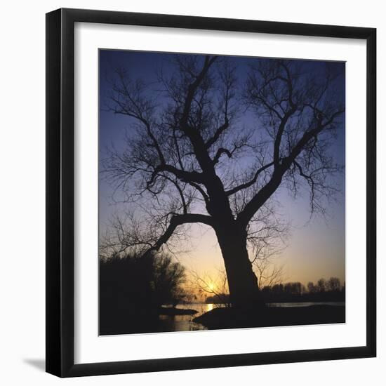 River, Sundown, the Sun, Tree, Silhouette, Trees, Silhouette, Bald, Dusk, Colour-Roland T.-Framed Photographic Print