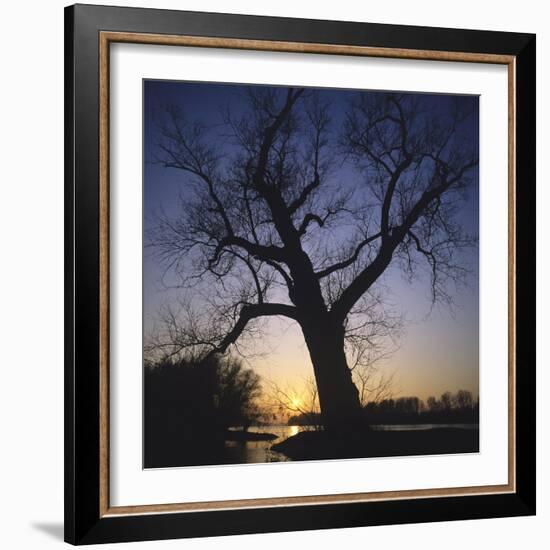 River, Sundown, the Sun, Tree, Silhouette, Trees, Silhouette, Bald, Dusk, Colour-Roland T.-Framed Photographic Print