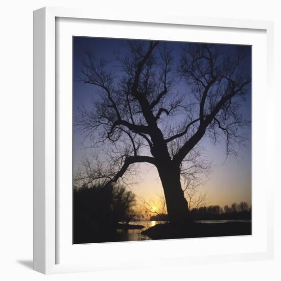 River, Sundown, the Sun, Tree, Silhouette, Trees, Silhouette, Bald, Dusk, Colour-Roland T.-Framed Photographic Print