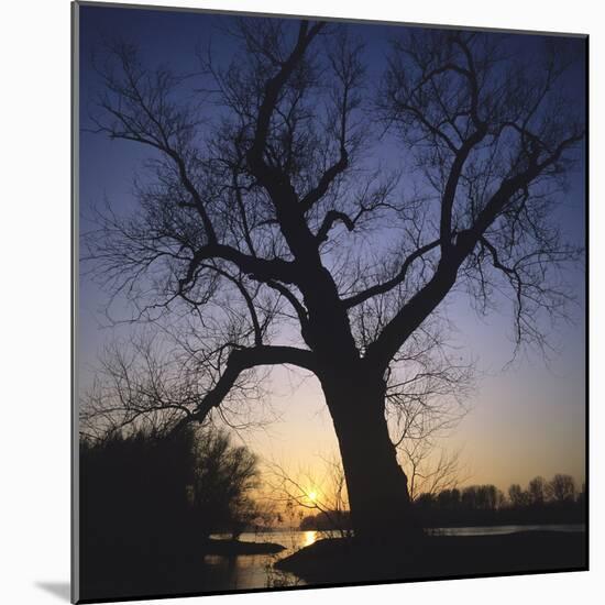 River, Sundown, the Sun, Tree, Silhouette, Trees, Silhouette, Bald, Dusk, Colour-Roland T.-Mounted Photographic Print