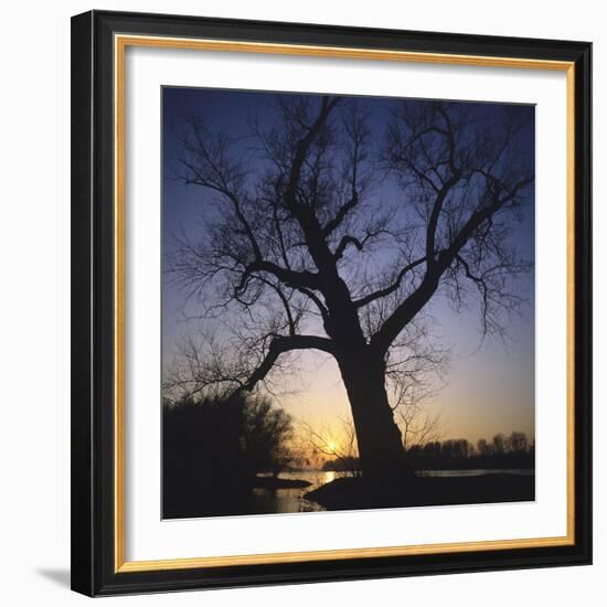 River, Sundown, the Sun, Tree, Silhouette, Trees, Silhouette, Bald, Dusk, Colour-Roland T.-Framed Photographic Print