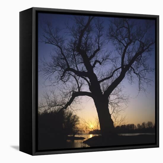 River, Sundown, the Sun, Tree, Silhouette, Trees, Silhouette, Bald, Dusk, Colour-Roland T.-Framed Premier Image Canvas