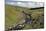 River Wear, North of England Lead Mining Museum, Killhope, Weardale, Durham-Peter Thompson-Mounted Photographic Print