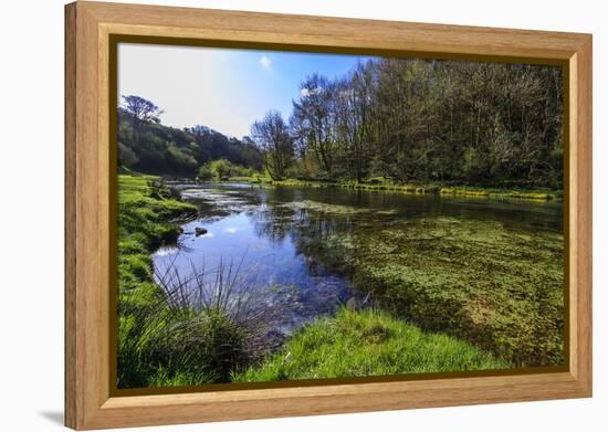 River Weed and Marsh Marigolds (Caltha Palustris) of Lathkill Dale in Spring-Eleanor Scriven-Framed Premier Image Canvas