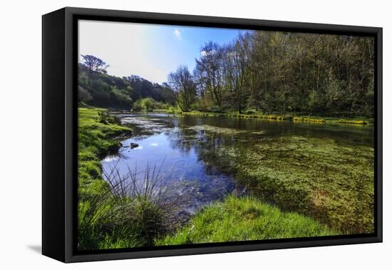 River Weed and Marsh Marigolds (Caltha Palustris) of Lathkill Dale in Spring-Eleanor Scriven-Framed Premier Image Canvas