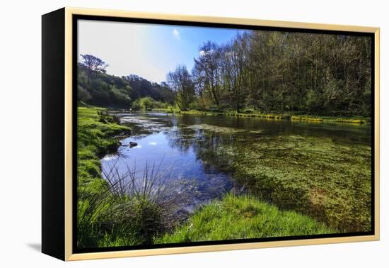 River Weed and Marsh Marigolds (Caltha Palustris) of Lathkill Dale in Spring-Eleanor Scriven-Framed Premier Image Canvas