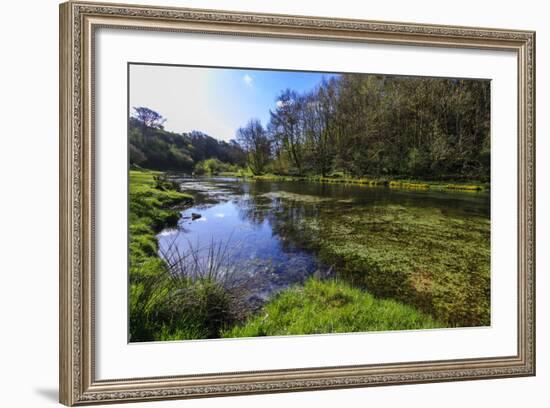 River Weed and Marsh Marigolds (Caltha Palustris) of Lathkill Dale in Spring-Eleanor Scriven-Framed Photographic Print