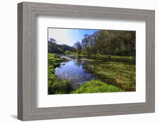 River Weed and Marsh Marigolds (Caltha Palustris) of Lathkill Dale in Spring-Eleanor Scriven-Framed Photographic Print