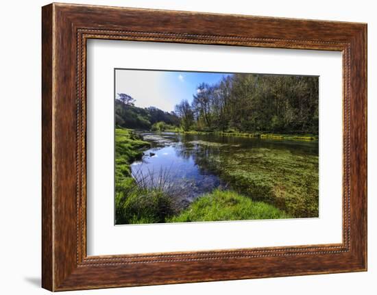 River Weed and Marsh Marigolds (Caltha Palustris) of Lathkill Dale in Spring-Eleanor Scriven-Framed Photographic Print