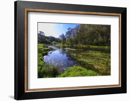 River Weed and Marsh Marigolds (Caltha Palustris) of Lathkill Dale in Spring-Eleanor Scriven-Framed Photographic Print