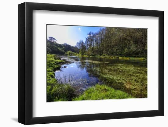 River Weed and Marsh Marigolds (Caltha Palustris) of Lathkill Dale in Spring-Eleanor Scriven-Framed Photographic Print