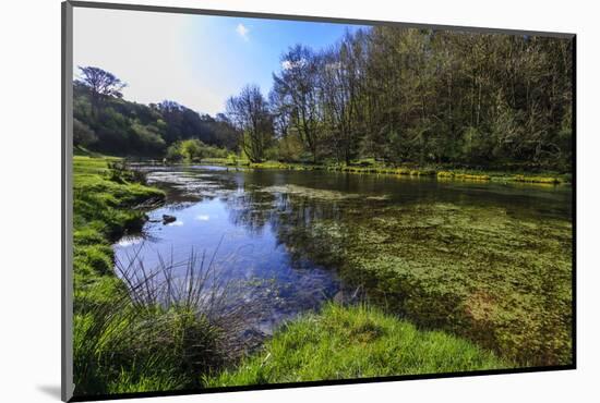 River Weed and Marsh Marigolds (Caltha Palustris) of Lathkill Dale in Spring-Eleanor Scriven-Mounted Photographic Print