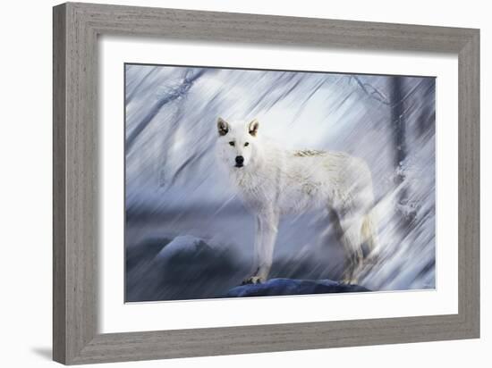 River Wolf II-Gordon Semmens-Framed Giclee Print