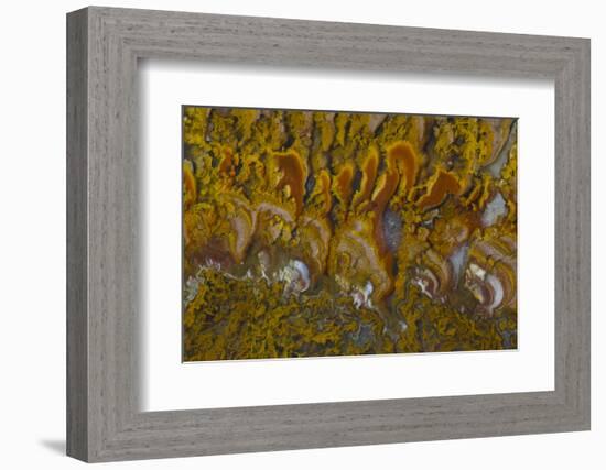 Rivera Plume Agate, Mexico-Darrell Gulin-Framed Photographic Print