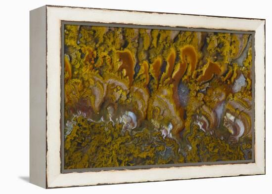 Rivera Plume Agate, Mexico-Darrell Gulin-Framed Premier Image Canvas