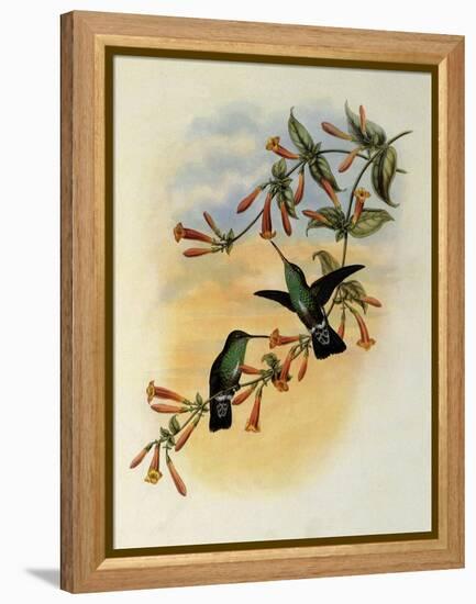 Riverine Emerald, Agyrtria Fluviatilis-John Gould-Framed Premier Image Canvas