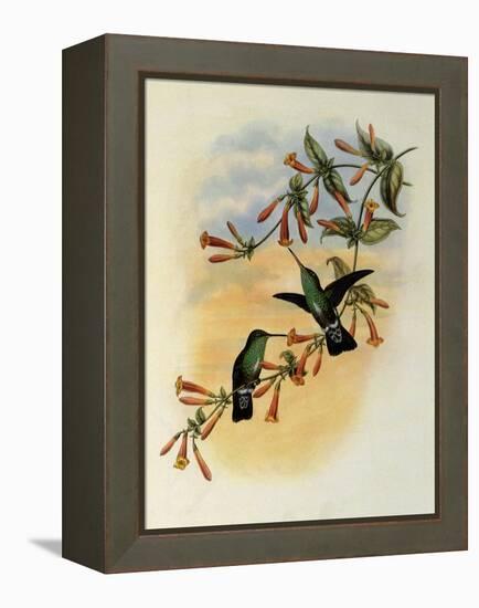 Riverine Emerald, Agyrtria Fluviatilis-John Gould-Framed Premier Image Canvas