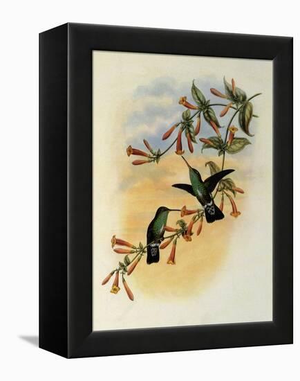 Riverine Emerald, Agyrtria Fluviatilis-John Gould-Framed Premier Image Canvas