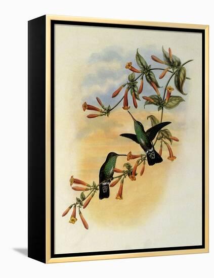 Riverine Emerald, Agyrtria Fluviatilis-John Gould-Framed Premier Image Canvas