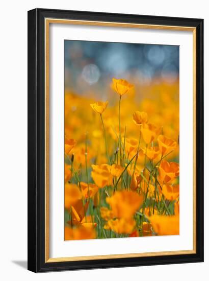 Riverside Poppies-Vincent James-Framed Premium Photographic Print