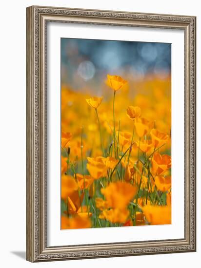 Riverside Poppies-Vincent James-Framed Photographic Print