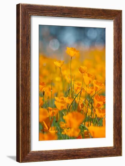Riverside Poppies-Vincent James-Framed Photographic Print