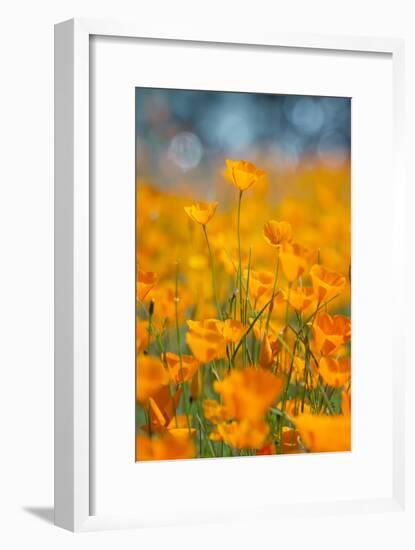 Riverside Poppies-Vincent James-Framed Photographic Print