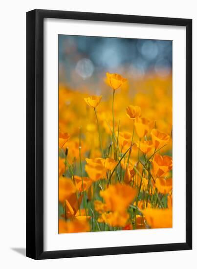 Riverside Poppies-Vincent James-Framed Photographic Print
