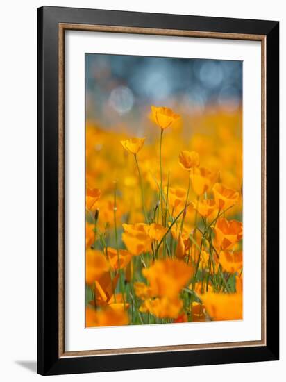 Riverside Poppies-Vincent James-Framed Photographic Print